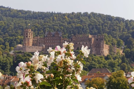 romantic picture of Heidelberg castle with flowers in the foreground