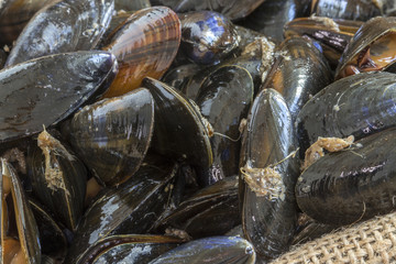 Moules de bouchot en vrac sur sac en toile de jute 
