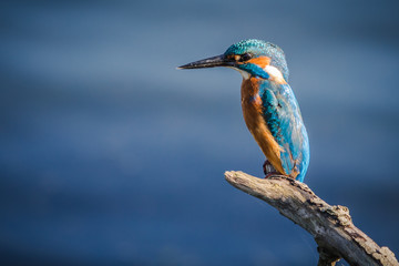 Kingfisher