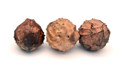 andrigus gall parasite