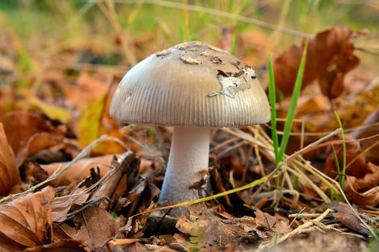  amanita vaginata mushroom