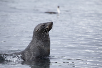 Fototapeta premium Fur seal in water on Half Moon Island, South Shetland Islands, Antarctica
