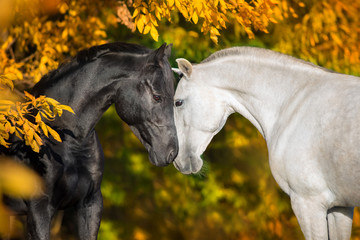 Fototapeta premium Biały i czarny konia portret na jesień krajobrazie