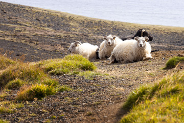 Sheep lie on the field, wildlife Iceland