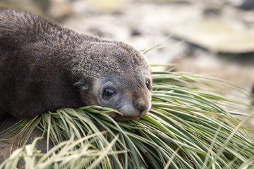 Obraz premium A fur seal pup resting on Prion Island, South Georgia.
