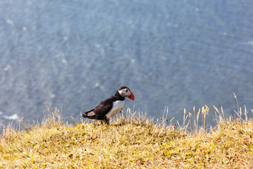 Puffins on the cliff.