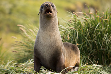 A female fur seal on Prion Island, South Georgia.