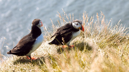 Puffins on the cliff.