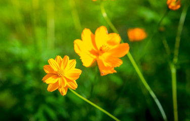 Yellow flowers in spring, yellow leaves with light.