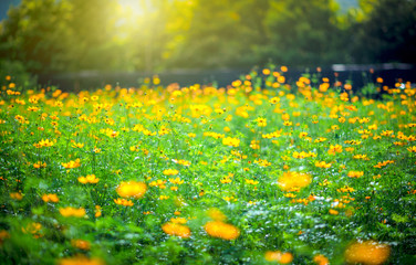 Yellow flowers in the background spring