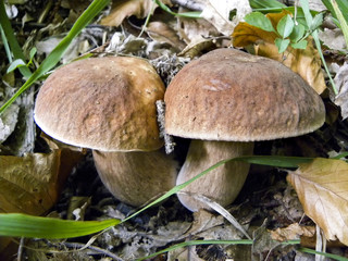 a porcini mushrooms