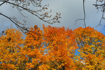 Yellow maple trees line in autumn park, cloudy sky