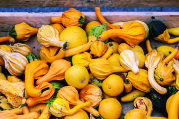 Pumpkins and gourds