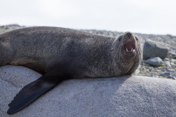 A fur seal poses on a rock in the south shetland islands, antarctica