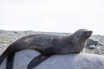 A fur seal poses on a rock in the south shetland islands, antarctica