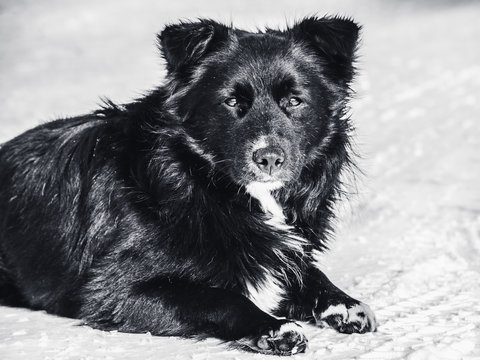 A stray dog lies on the snow