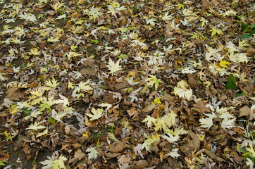Abstract autumn background of fallen leaf