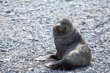 Naklejka premium A fur seal poses in the south shetland islands, antarctica