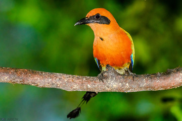 Roufus Motmot