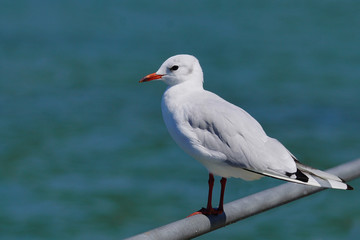 Seagull enjoys the sun