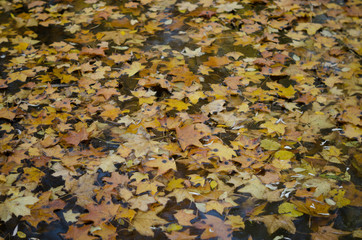 Abstract autumn background of fallen leaf on the water