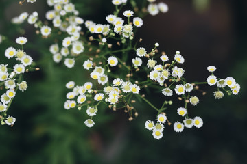 Small white flowers in the garden are blooming in the morning.