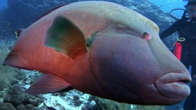 Napoleon fish wrasse and divers underwater on seabed.Unique amazing video footage. Abyssal relax diving. Natural aquarium of sea and ocean. Beautiful animals.