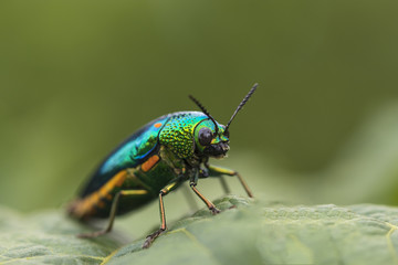 Jewel beetle or Metallic wood-boring beetle climb on green leaf. It's wings are pretty and can be used as a beautiful jewelry. Macro
