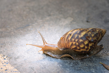 brown snail