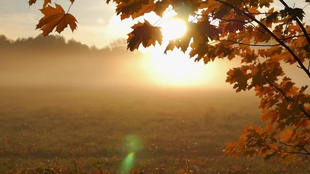 Nebel mit aufgehender Sonne im Herbst