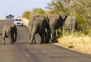 Fototapeta na wymiar A car is coming as elephants cross the street, Kruger Park, South Africa.