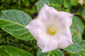 Obraz premium Sepium calystegia. White flower with drops of rain