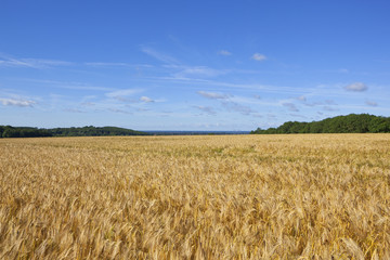 golden barley and woodland
