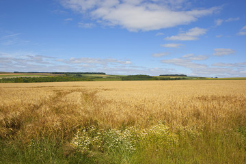 Fototapeta premium golden barley and wildflowers