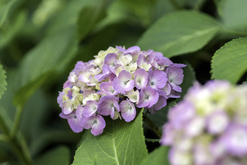 紫陽花
