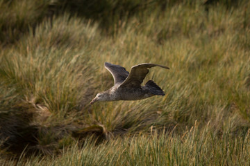 A Giant Petrel in flight.