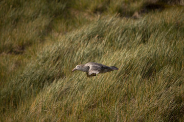 A Giant Petrel in flight.