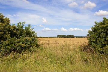 hedgerow gap and scenery