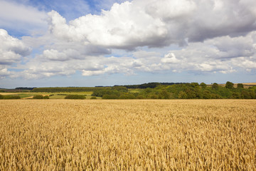 golden wheat and woodland