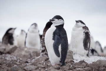 Fototapeta na wymiar A chinstrap penguin
