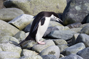 A chinstrap penguin in the South Shetland Islands.