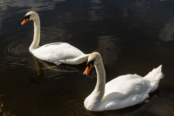 Two mute swans on water
