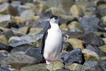 A chinstrap penguin in the South Shetland Islands.