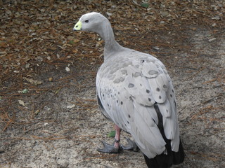 oiseaux gris