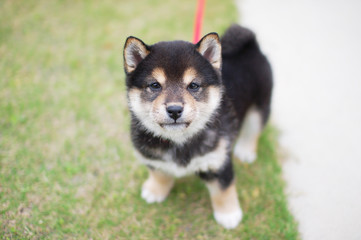 可愛い柴犬（黒柴）の仔犬 © 裕之 石田