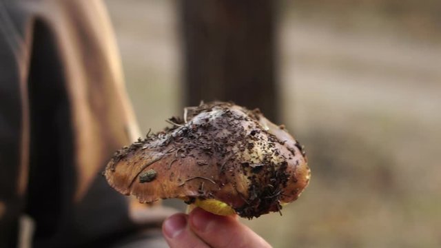 forest mushroom oiler in the hands of a man