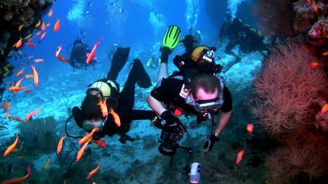 Scuba divers underwater on background of school fish in Maldives. Unique unusual video footage. Abyssal relax diving. Natural aquarium of sea and ocean. Beautiful animals.