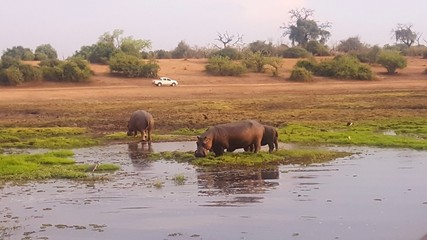 A family of hippos in Chobe National Park