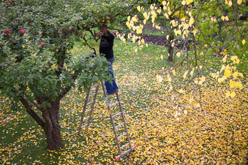 Senior man harvesting apples from the ladder in his garden, view from above 