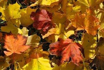 Colorful maples leaves background